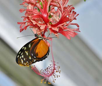 Floriterapia - Le essenze dei fiori australiani